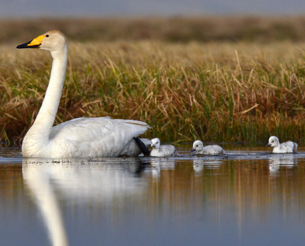 Xinjiang Birding