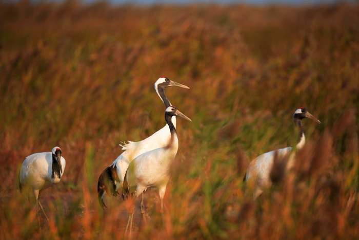 Yancheng Wetland birding