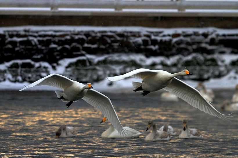 Rongcheng Birding