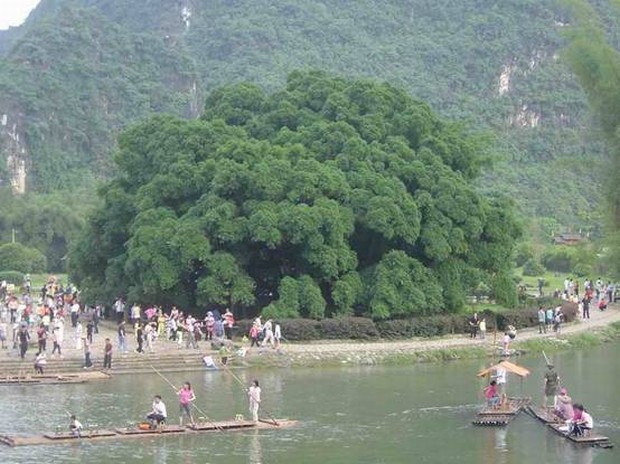 yangshuo banyan tree