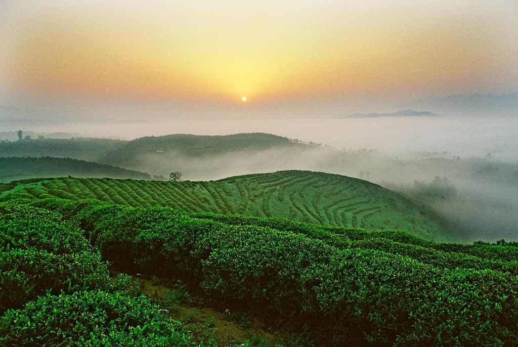 An Tieguanyin Tea Farm