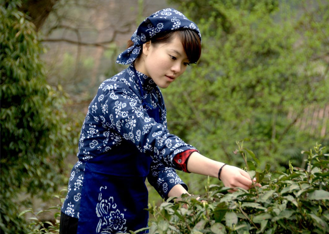 Anxi Tea farm tea leaves picking