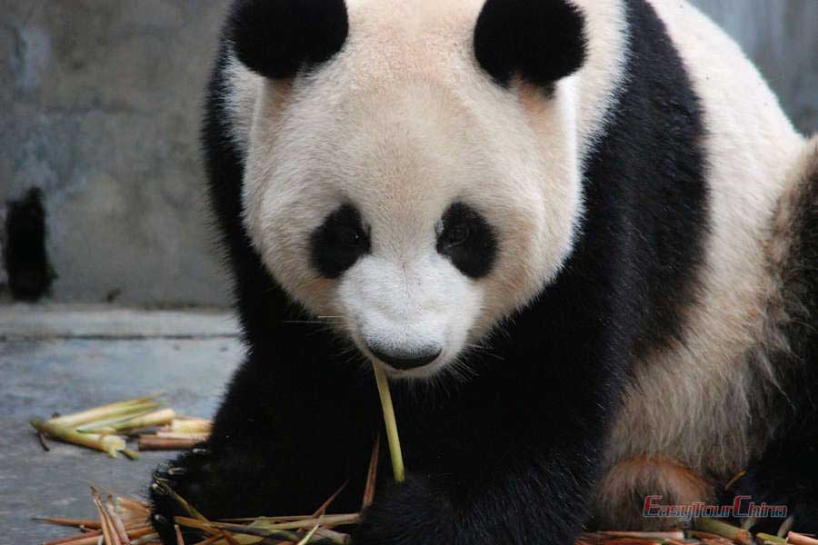 See the giant panda at Chengdu Research Base of Giant Panda Breeding