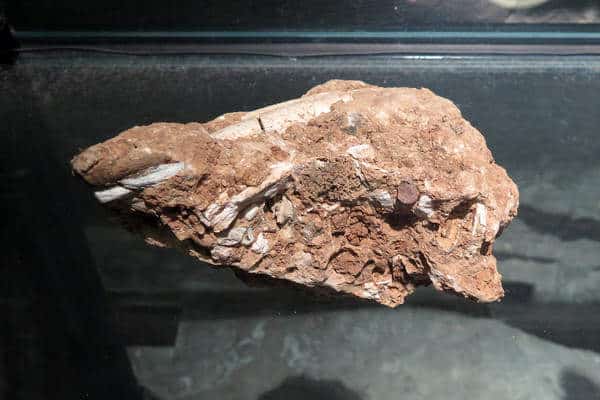 Bone fossil unearthed from the archaeological site of Longgupo