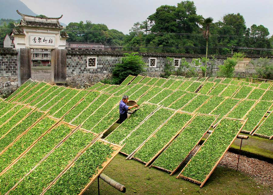 Visit tea factory in China when the tea leaves are put on the shelves