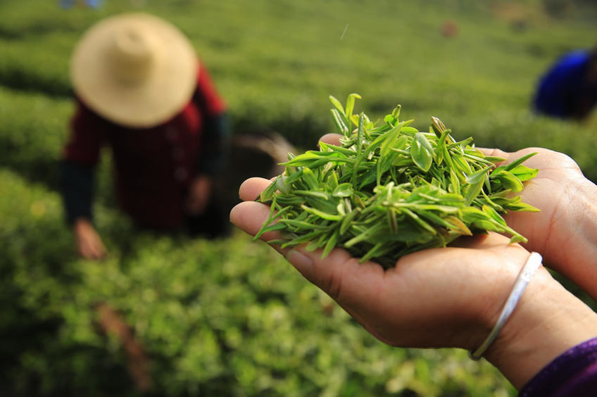 tea farmers pick tea leaves in China