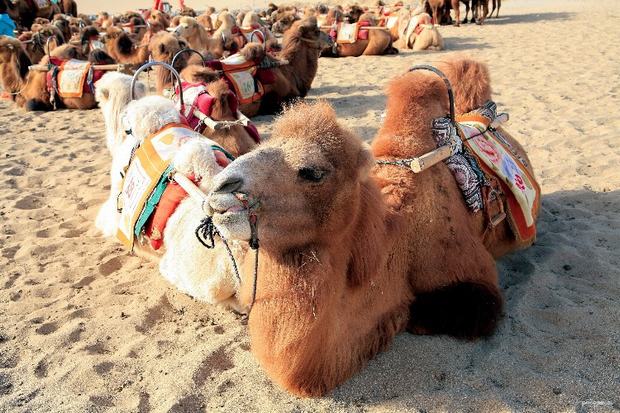 riding camel
