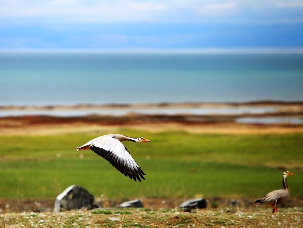 Qinghai Lake Bird Island 