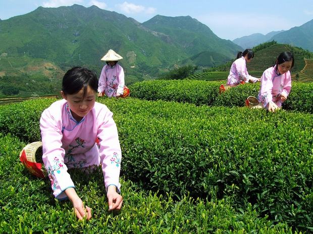 Longjing Tea Village