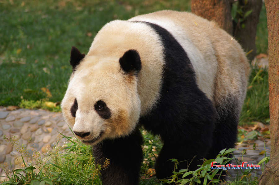 A big panda is walking towards us at Chengdu Panda Breeding and Research Center
