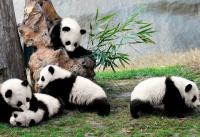 Panda intimate touch - working as a volunteer at Panda base