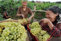 picking the grapes