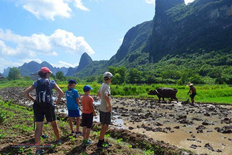 A family visit the countryside of Yangshuo and see buffalo working on the field