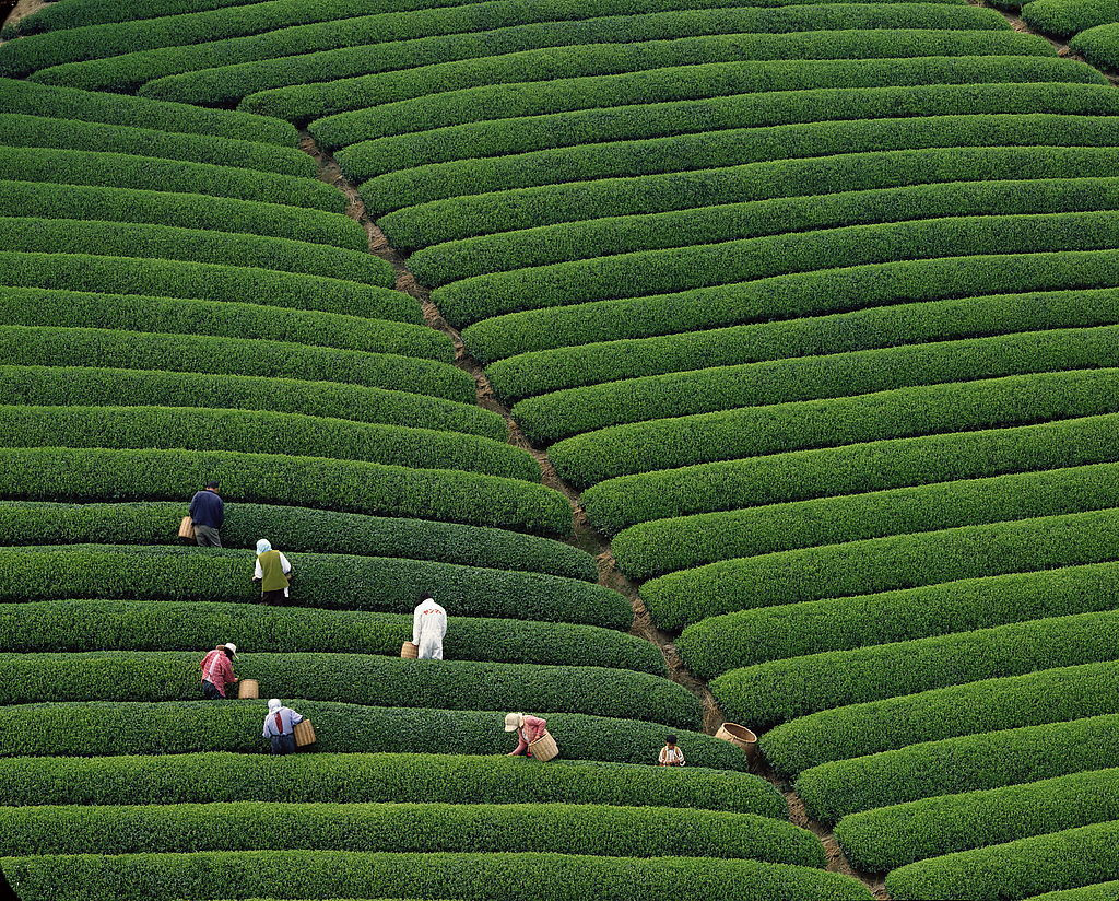 Longjing Dragon Well Tea Plantation Village Tea Plantation In China 
