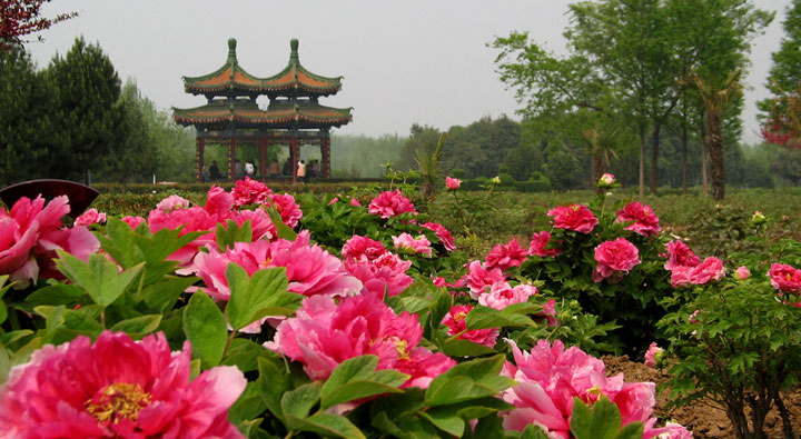 Luoyang Peony Festival, Peony Farm Peony Festival