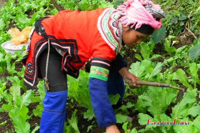 Hani woman from Honghe is farming