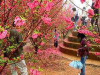 peach flower on Mt qingxiu