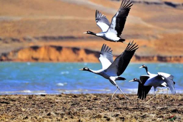 Napa Hai Nature Reserve Black-necked Crane 