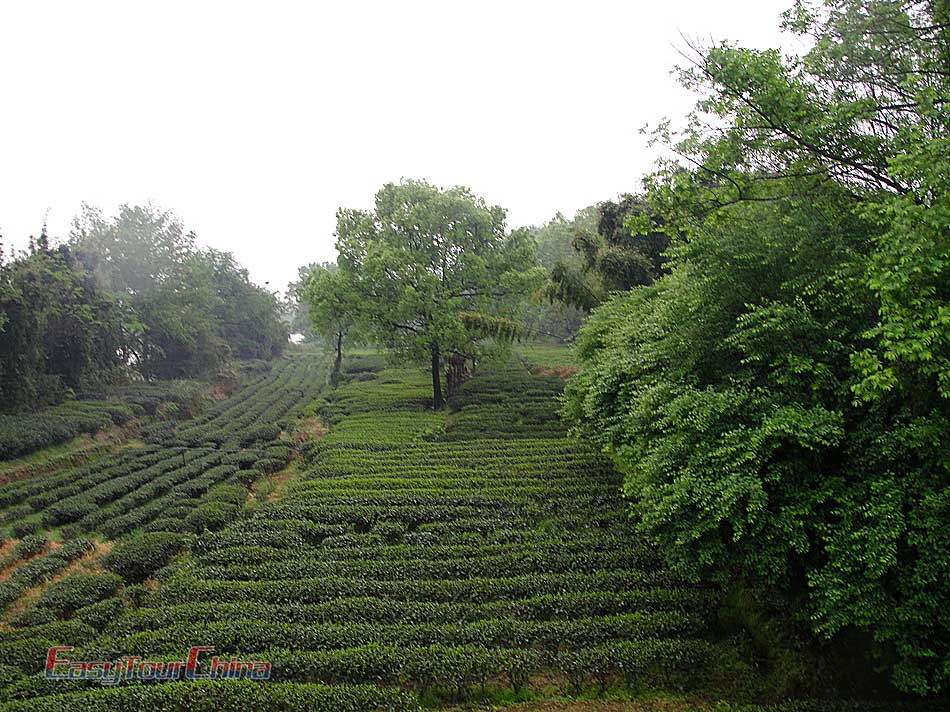 Visit the Royal tea garden on Wuyishan Mountain