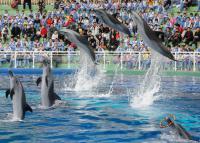 dophin show