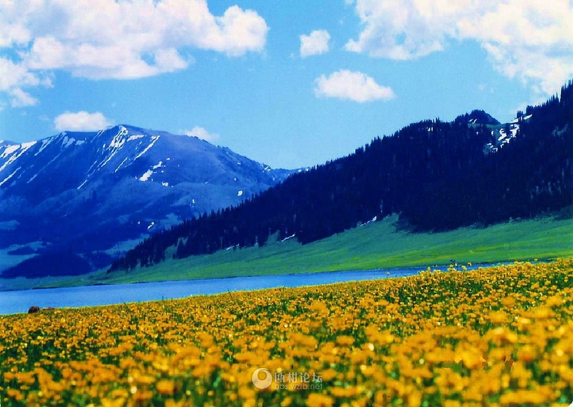 Blooming Wild Flowers, Sayram Lake Pictures, Images of Sayram Lake