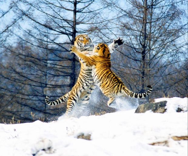 http://www.easytourchina.com/images/Photo/siberian-tiger-park/p968_d20110401114941.jpg