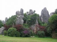 stone forest scenery