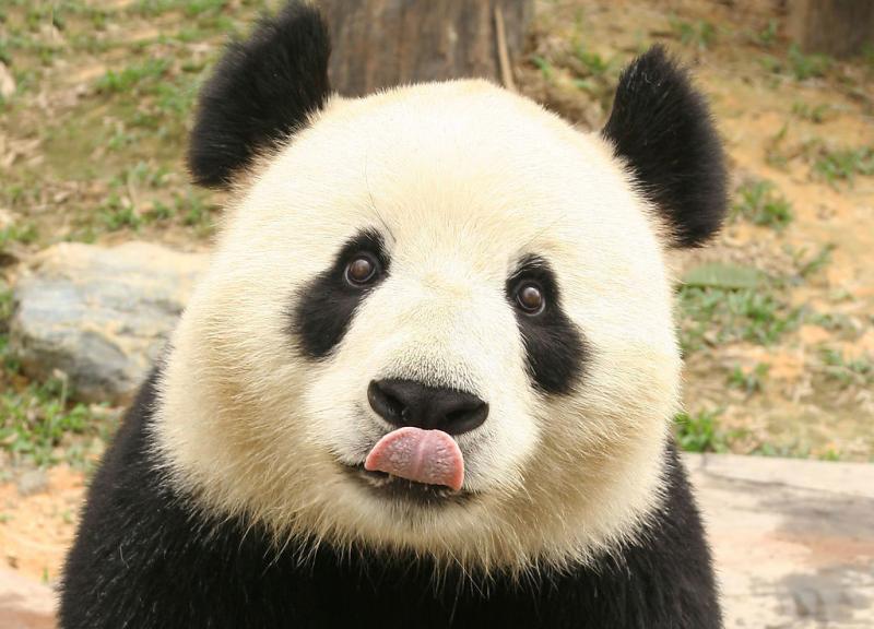 China Panda volunteer tours