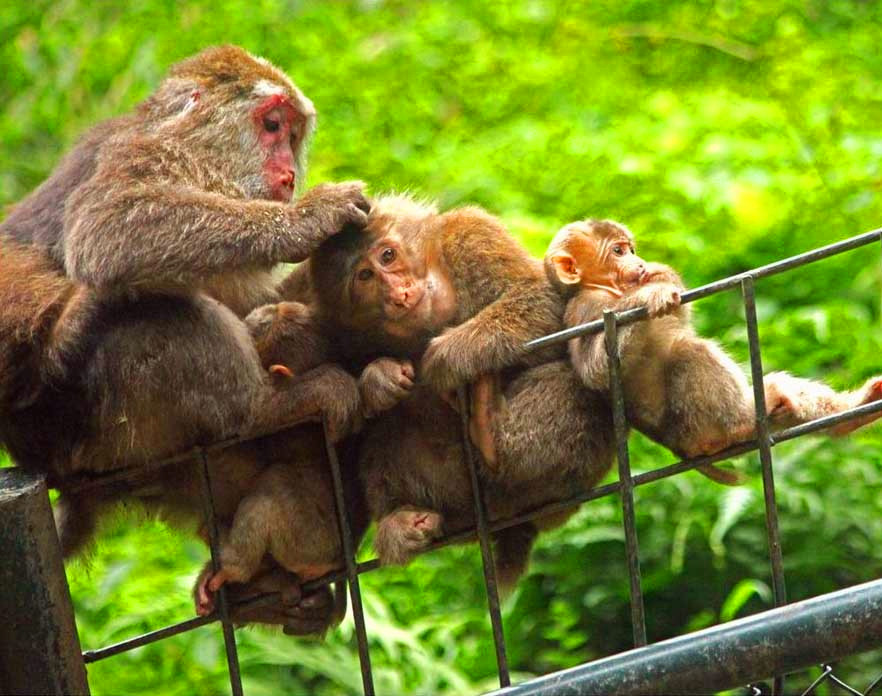 Monkeys in Mt. Emei
