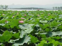 west lake hangzhou