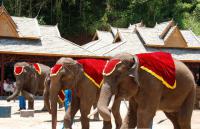 2-day Xishuangbanna Tour