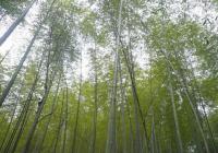 bamboo forest wuyishan