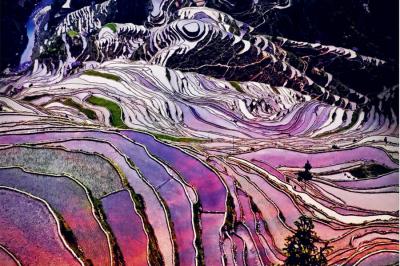 Colorful Yuanyang Rice Fields