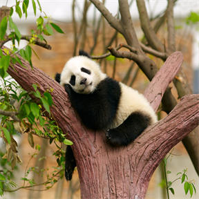 Giant Panda in Chengdu