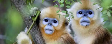 Golden Monkeys in Shennongjia National Park