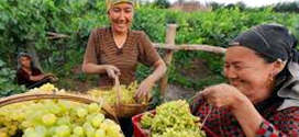 China Silk Road Tour Grapes