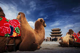 China Silk Road Tour Camel