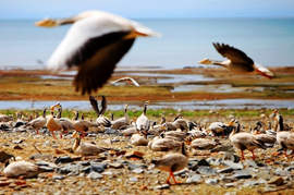 China Silk Road Tour Qinghai Lake