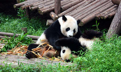 Giant Pandas