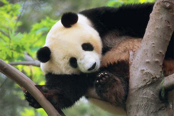 Giant Panda