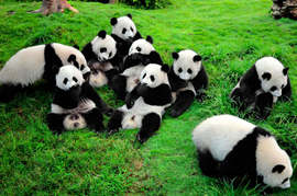 Chengdu Research Base of Giant Panda Breeding
