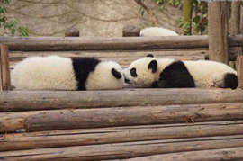 Wolong Shenshuping Panda Research Center