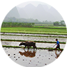 Ploughing with water buffalo