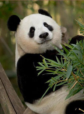 Giant Panda