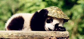 Baby Panda at Chengdu Research Base of Giant Panda