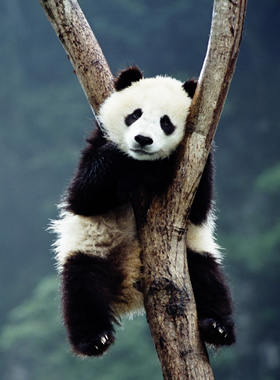 Giant Panda at Chengdu Panda Base