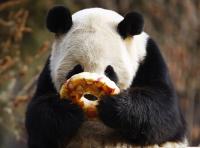 Giant Panda Eating Pancake in Dujiangyan Base 