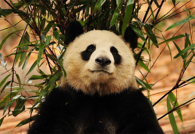 panda in Chengdu