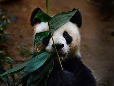 China Giant Panda And Bamboo 