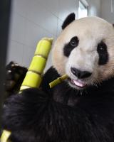 A Giant Panda Is Eating Bamboo